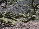 Up through the wooded slopes of Great Mell Fell.