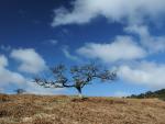 The trees further up not quite as majestic.....