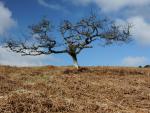 ......stunted and dwarfed by the wind. This is an oak tree!