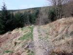 Swinburn Park plantation.