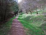 Swinburn Park plantation.