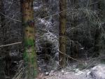 Swinburn Park plantation.