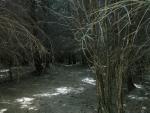 Swinburn Park plantation.