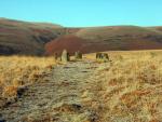 Stone Circle, Brat's Moss.