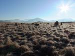 Stone Circle, Brat's Moss.