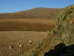 Looking towards Whin Rigg from Boat How.