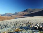 The sheep must think I have food for them as they are all heading my way.