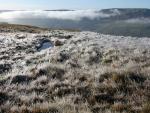 Crystal grass.