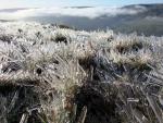 Crystal grass.