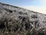 Crystal grass.