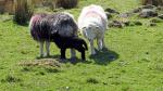 Mooching.