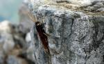 Uroceros Gigas Flavicornus.....ouch!
